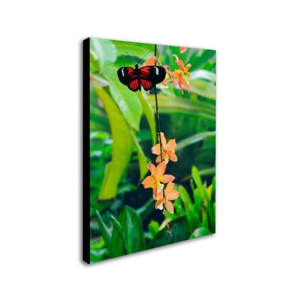 Kurt Shaffer 'Hecale Longwing On Orchid' Canvas Art,14x19